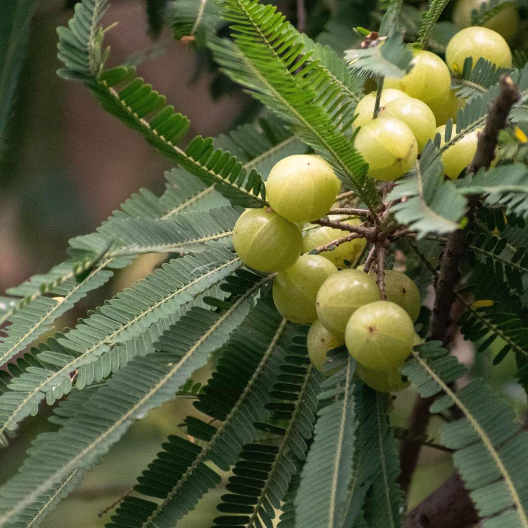 Amla