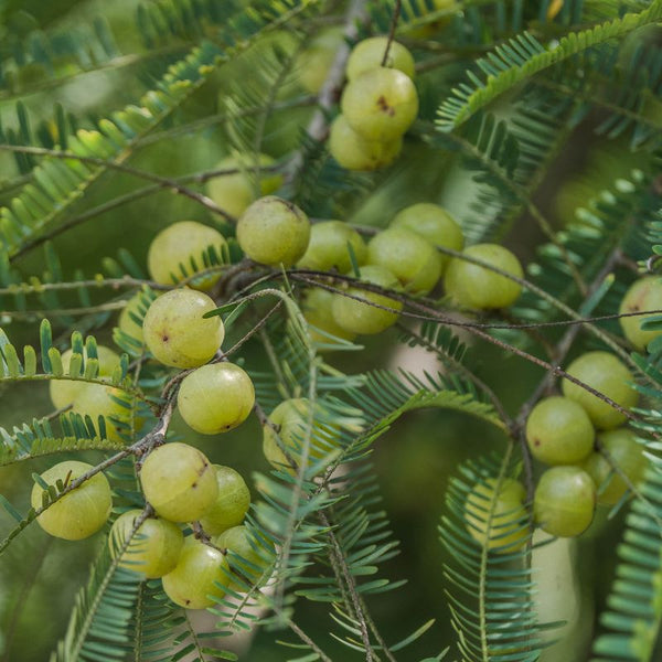 Amla