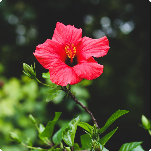 Hibiscus