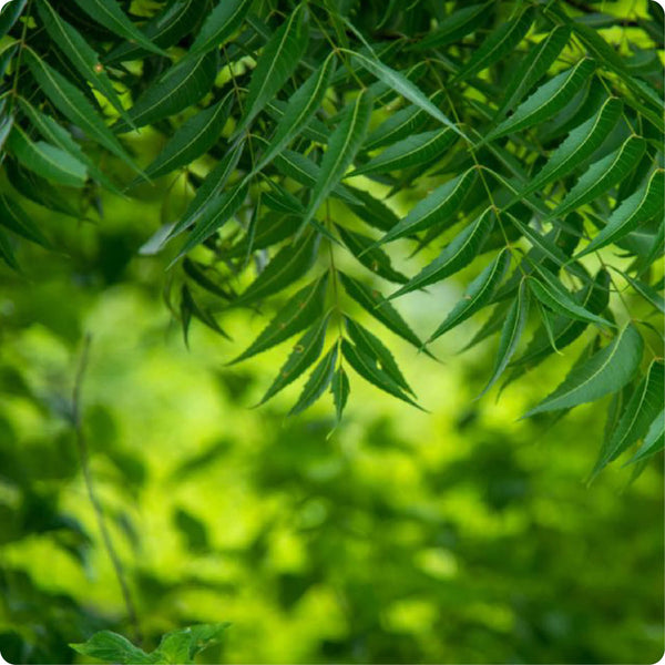 Neem