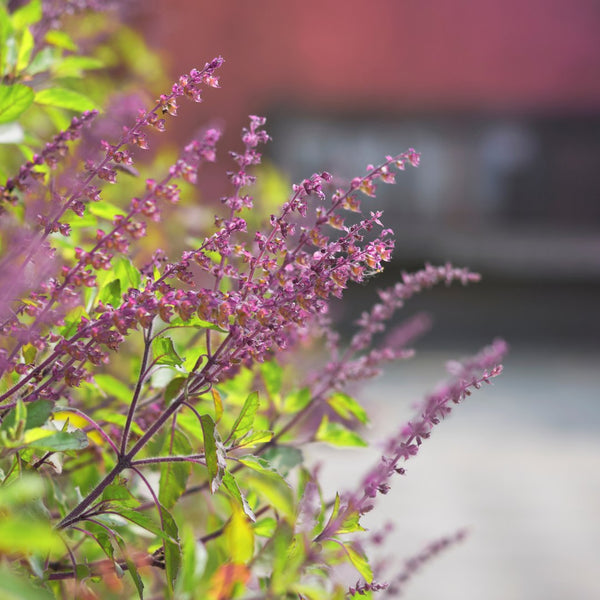 Tulsi